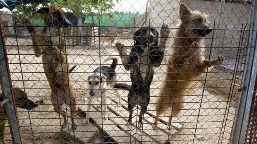 El primer refugio público de animales arranca con el respaldo de 32 pueblos