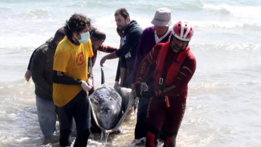 Mueren dos ballenas tras llegar a la playa del Grao de Borriana