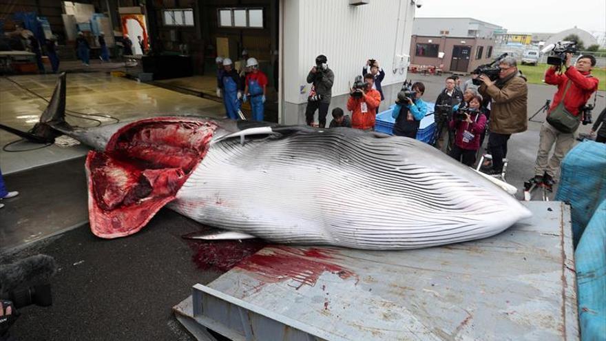 Japón vuelve a la caza comercial de ballenas tras 31 años de pausa