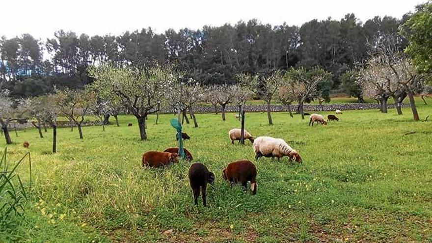 La ocupación de tierras agrícolas contribuye a la reducción del impacto negativo sobre el medioambiente ayt.