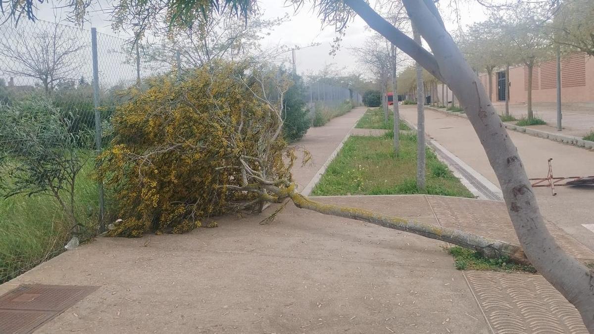 VIENTO EN MALLORCA | El temporal de viento y oleaje deja medio centenar de incidentes en Baleares, principalmente caídas de árboles