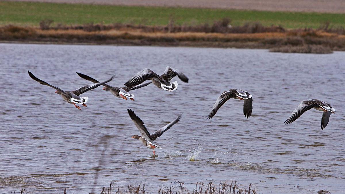 Varios gansos, en pleno vuelo en las Lagunas de Villafáfila.