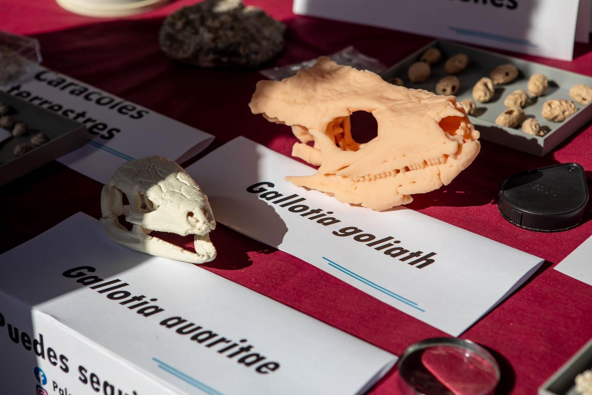 Feria de la Ciencia de La Orotava
