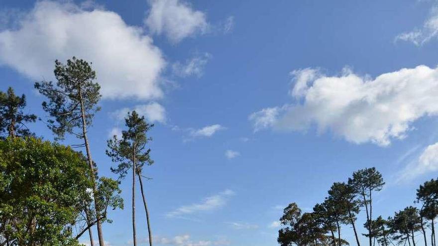 Estado que presenta una zona del parque de Punta Vicaño tras la poda de árboles. // Gustavo Santos