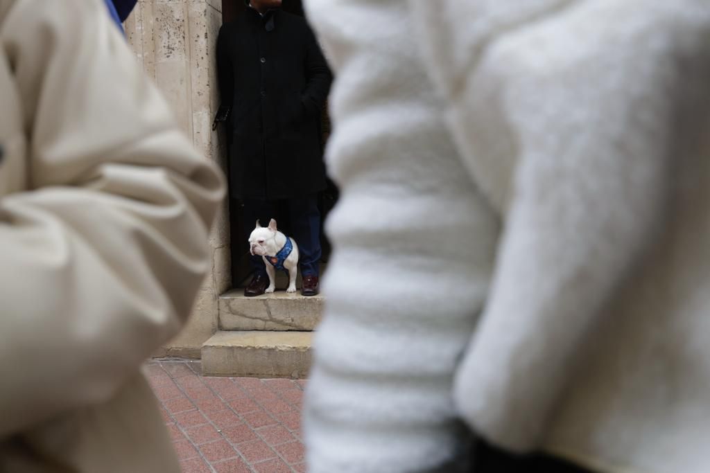 Palma celebra sus primeras 'beneïdes' sin animales exóticos por la Ley de Bienestar Animal