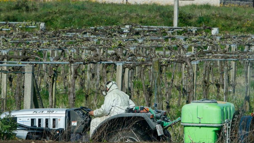 El oídio también acecha la floración del viñedo