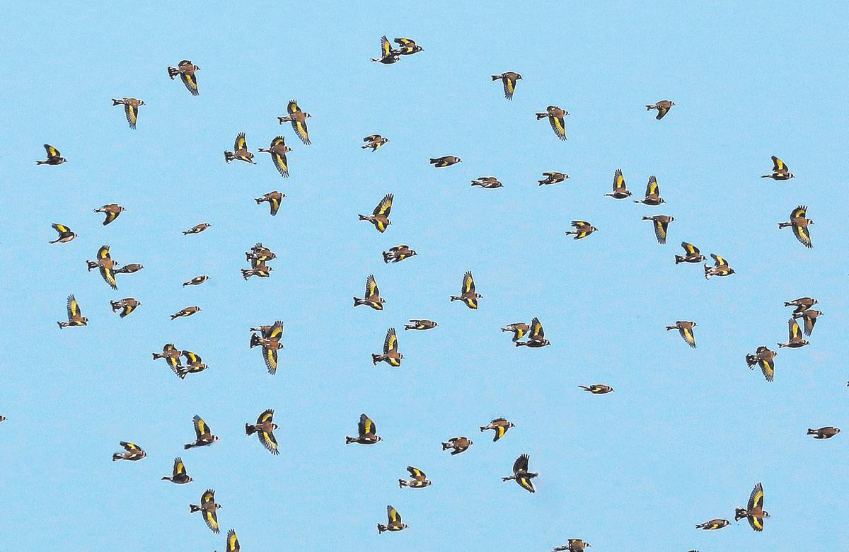 Especialment, cap al final de l’estiu, és molt habitual veure grans bàndols sobrevolant els entorns naturals.