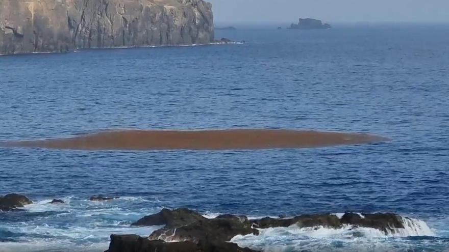 Isla de sargazo en El Rincón