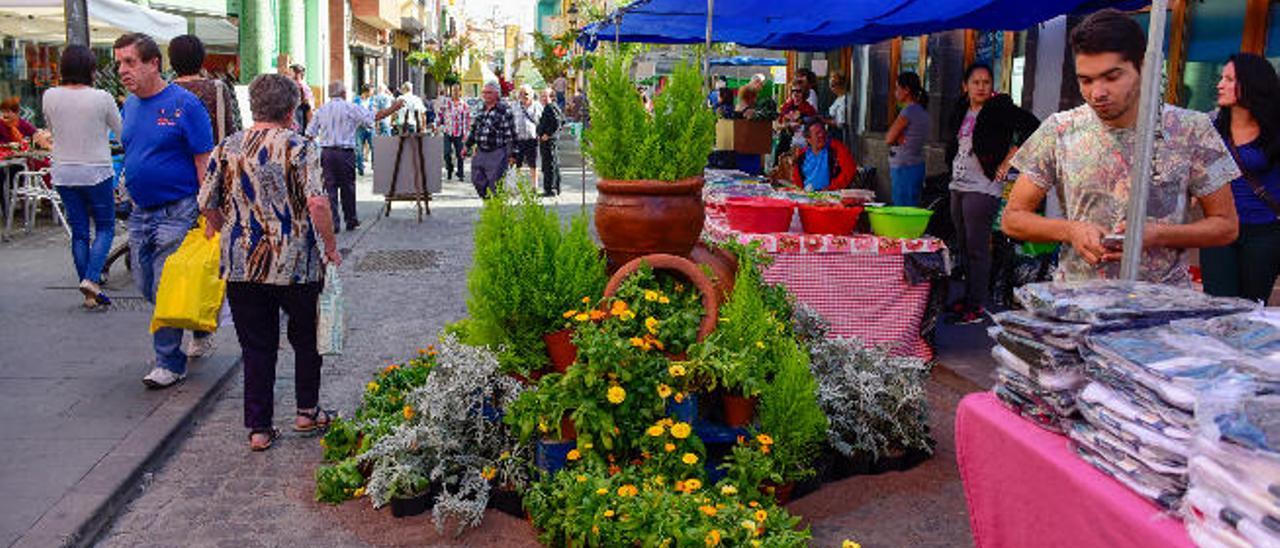 Vista de algunas plantas que forman parte de la exposición en la Calle Capitán Quesada de Gáldar.