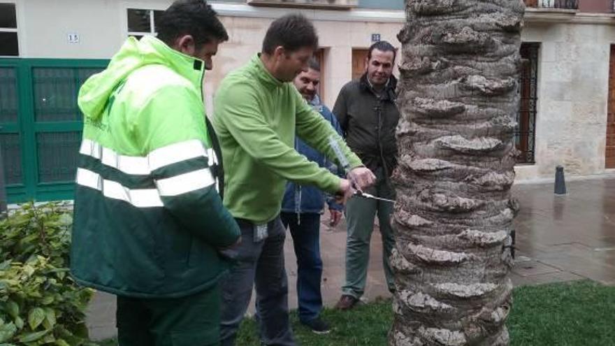 Mutxamel intenta frenar las plagas en las zonas verdes