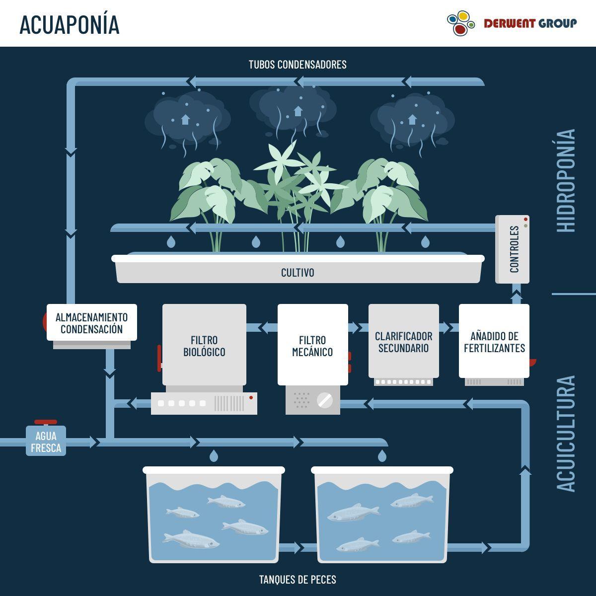 Infografía de acuaponia