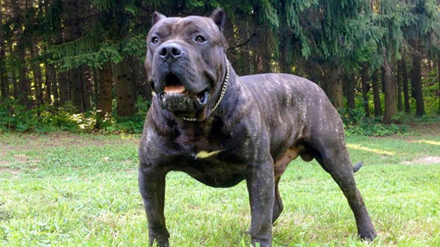 Ejemplar de presa canario.