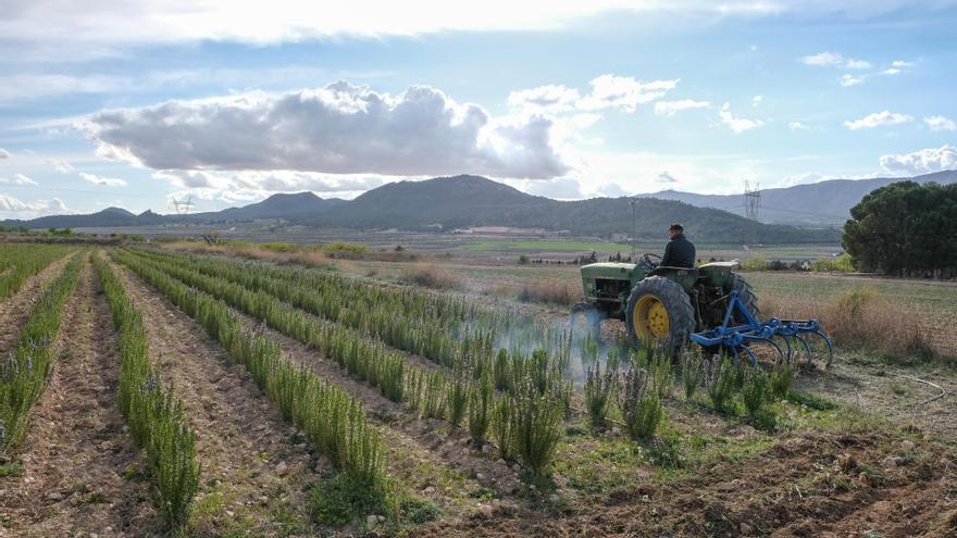 El presidente de los regantes de Salinas responsabiliza al Ayuntamiento del corte del suministro de agua por su &quot;morosidad&quot;