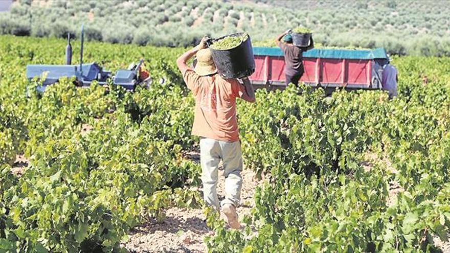 El marco espera recolectar 57 millones de kilos de uva