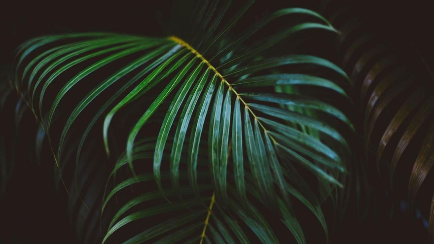 Las plantas que no necesitan luz: preciosas y fáciles de cuidar