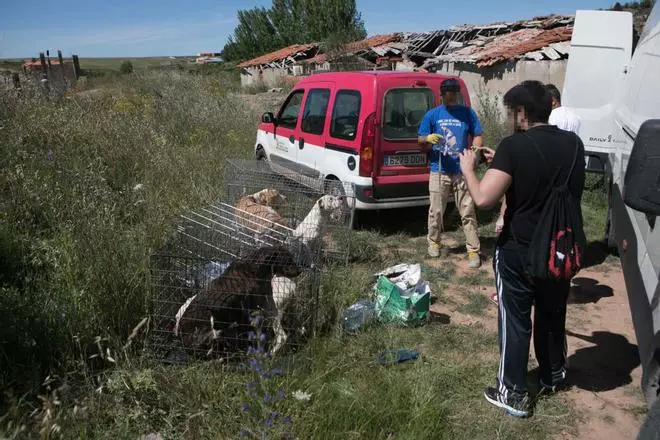Rescatados 36 perros por maltrato en una nave de Valdeperdices