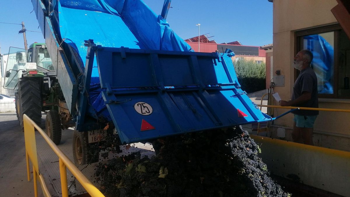 Un viticultor descarga un remolque de uva en una bodega de la zona