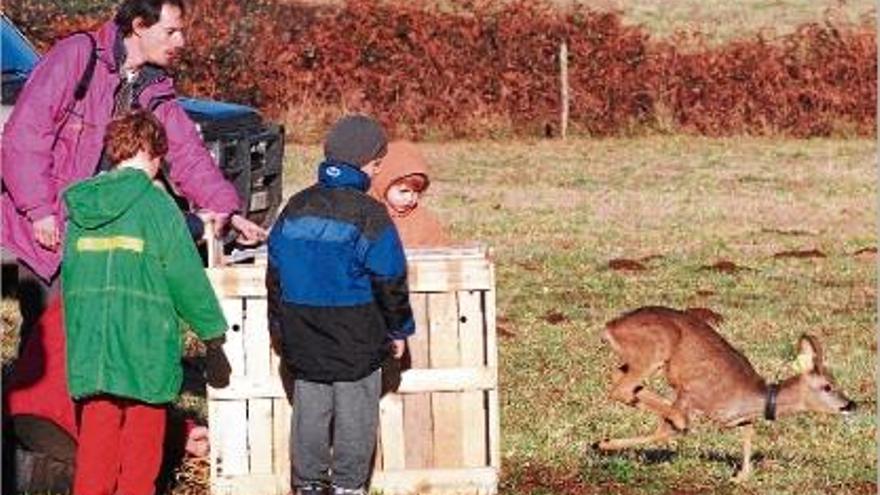 Moment en el qual alliberen un cabirol en un prat de la Garrotxa, el 1997.