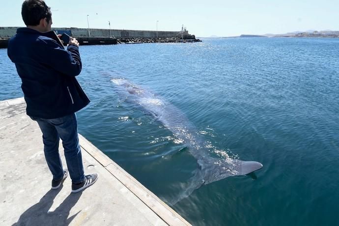 TELDE  13-03-19   TELDE. Localizan a una ballena cachalote hembra de nueve metros muerta flotando en la costa de Telde, la cual fue trasladada hasta el muelle de Taliarte a la espera de sus traslado al vertedero de Juana Grande donde le practicaran la necropsia. FOTOS: JUAN CASTRO