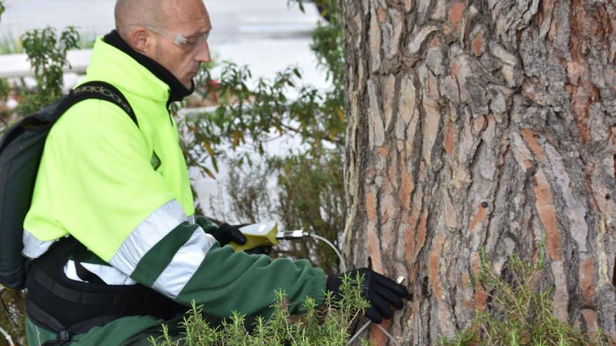 El Ayuntamiento de Marbella utiliza la suelta de insectos para evitar las plagas