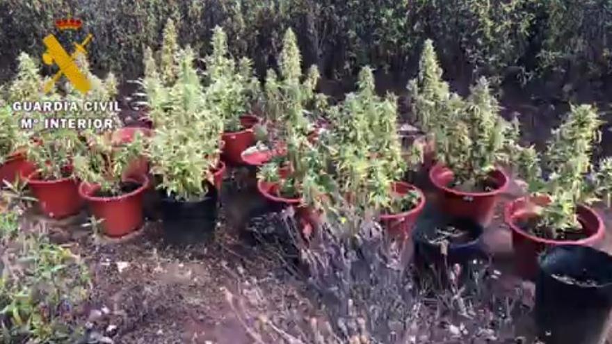 Detenido un vecino de Moraleja por cultivar 87 plantas de marihuana