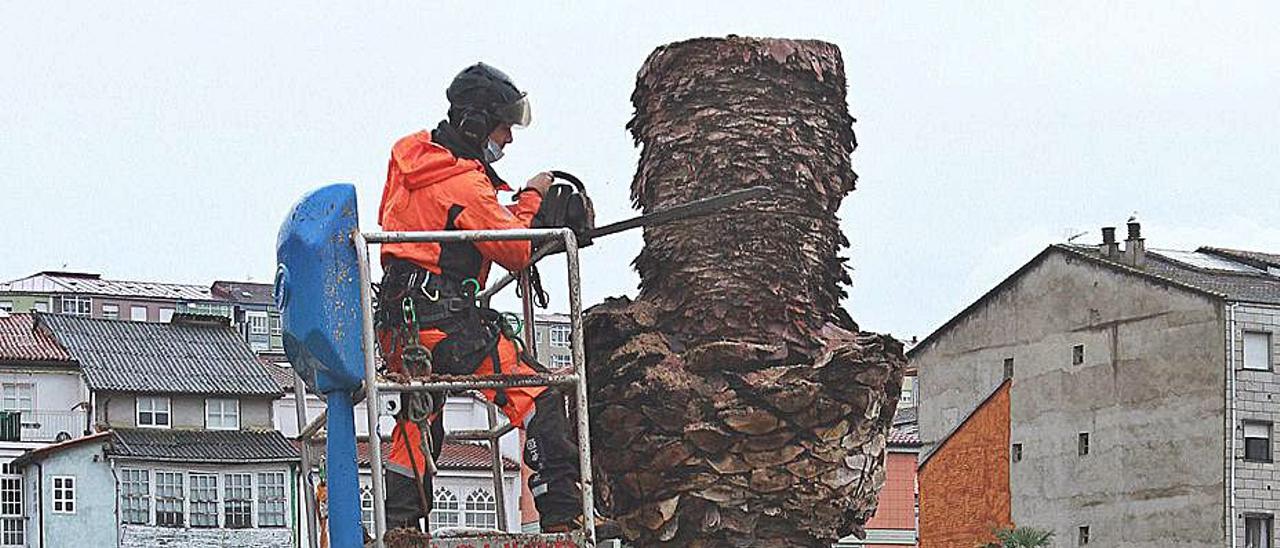 Técnicos de Arbogal realizan la poda en escalada de las palmeras de As Burgas. |   // IÑAKI OSORIO