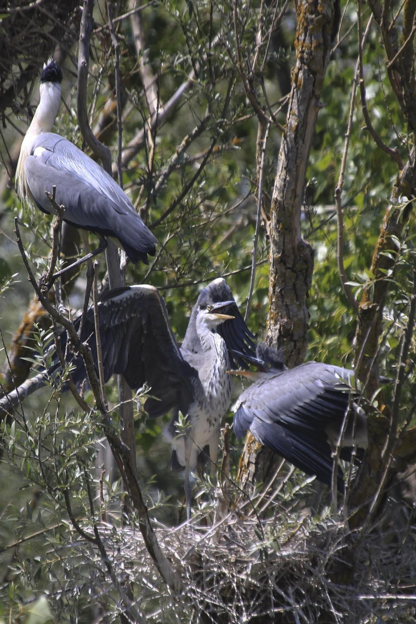 Zamora | Las aves del Duero, en peligro