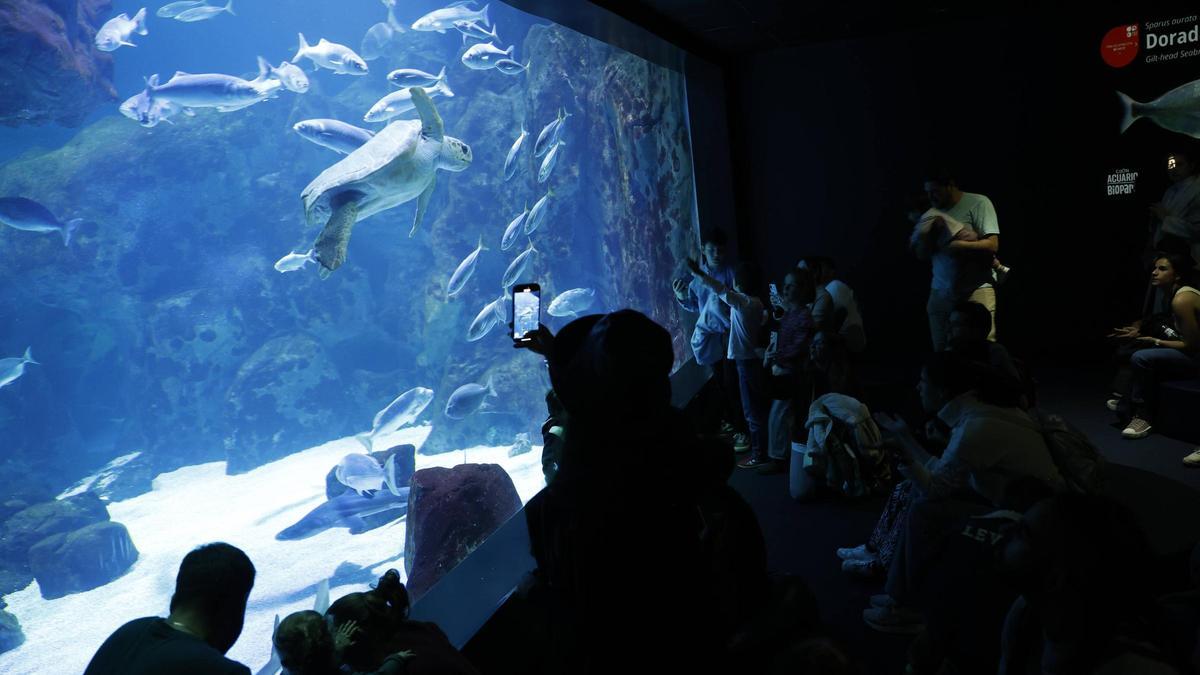 Turistas en el Acuario la pasada Semana Santa.
