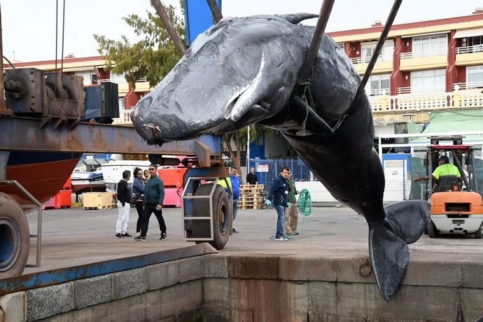 14/03/2019 TALIARTE. TELDE. Recogida del cachalote varado en la costa de Telde.   Fotografa: YAIZA SOCORRO.