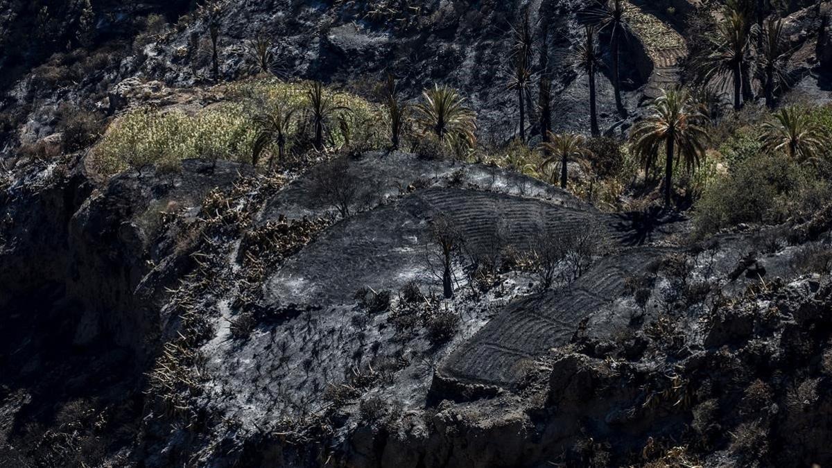 Campos de cultivo de Artenara afectados por el incendio forestal, el 22 de agosto del 2019