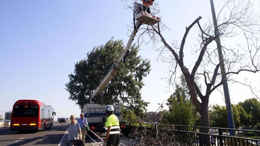 Zaragoza destinará 69.000 euros al mes a la poda del arbolado