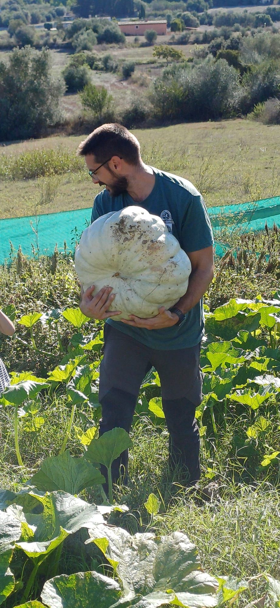 FOTOS | Muro recoge las calabazas sembradas en la finca experimental