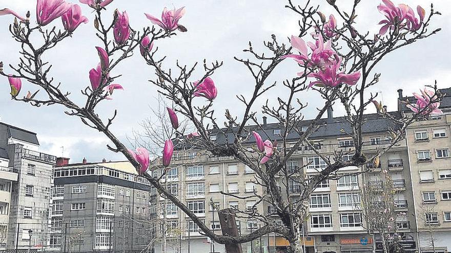 Los magnolios tiñen de rosa la Alameda estradense.