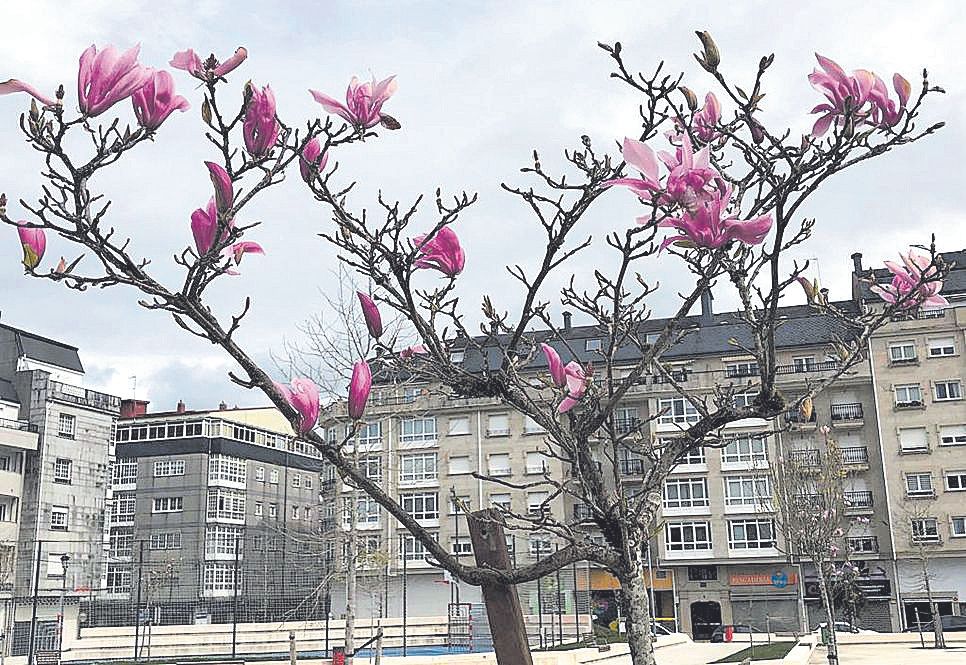 Los magnolios tiñen de rosa la Alameda estradense.