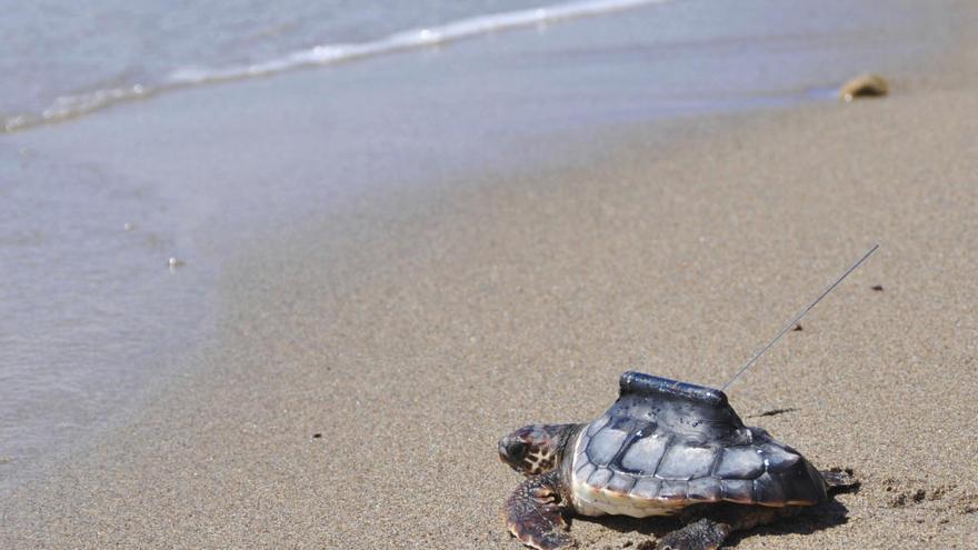 Un equipo científico sigue vía satélite a tortugas bobas para protegerlas
