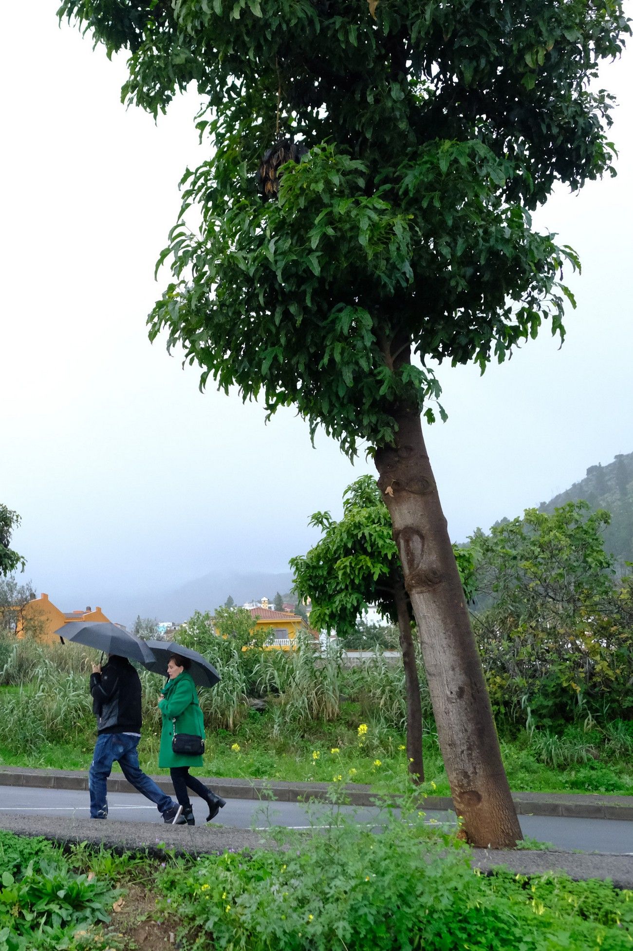 Día del Turista de la 50 edición de la Ruta del Almendrero en Flor de Valsequillo