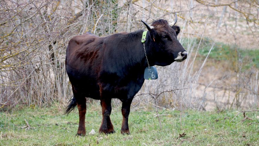 L&#039;Albera, la vaca que fa de bomber al Berguedà