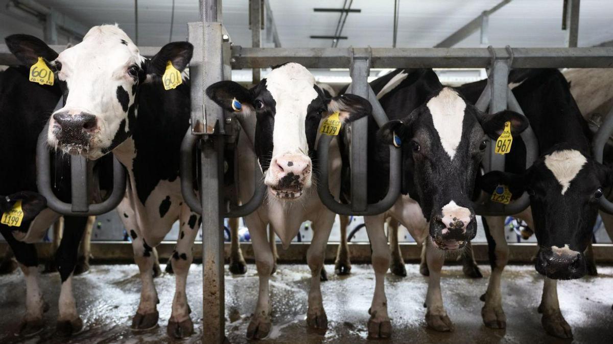 Vacas lecheras en EEUU, donde la gripe aviar se ha detectado en 90 explotaciones en 12 estados.