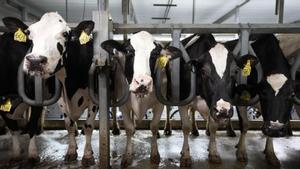 Vacas lecheras en EEUU, donde la gripe aviar se ha detectado en 90 explotaciones en 12 estados.