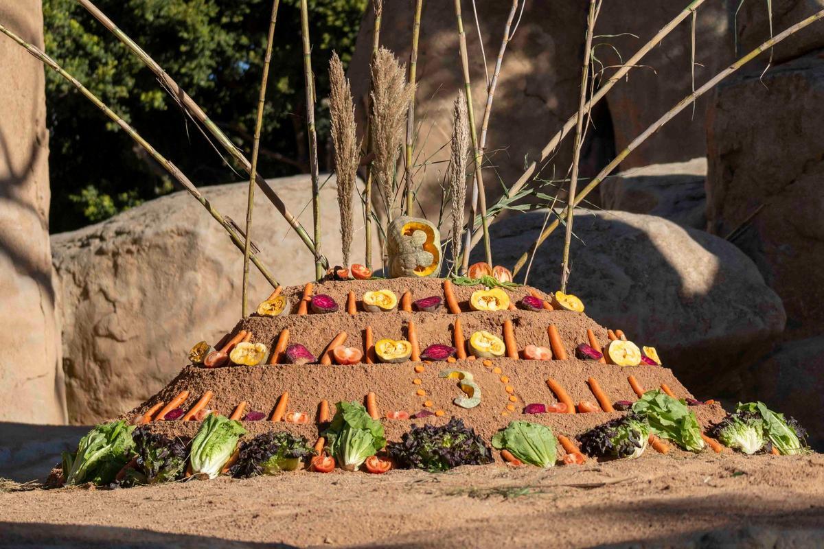 La elefanta Makena cumple 3 años enBioparc València y la organización ha preparado una tarta con sus alimentos favoritos.