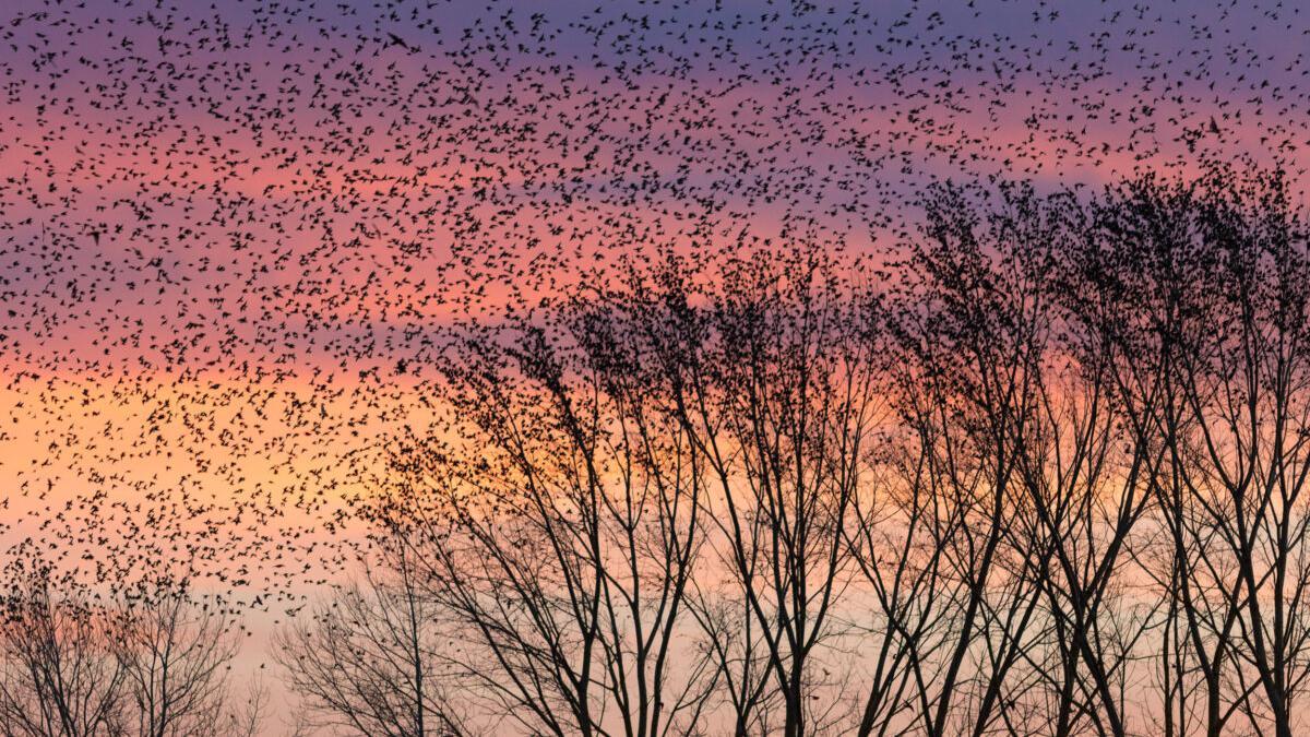 Fotografías de altos vuelos: estas son las mejores imágenes de aves del año