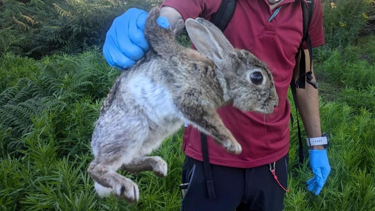 Conejo en la islas Cíes.