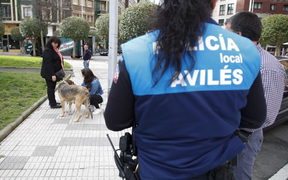 Perro rescatado en Puerta de la Villa