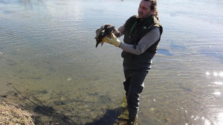 Miguel Otero con el ejemplar de la tortuga capturada en el río Lagares // Vigozoo