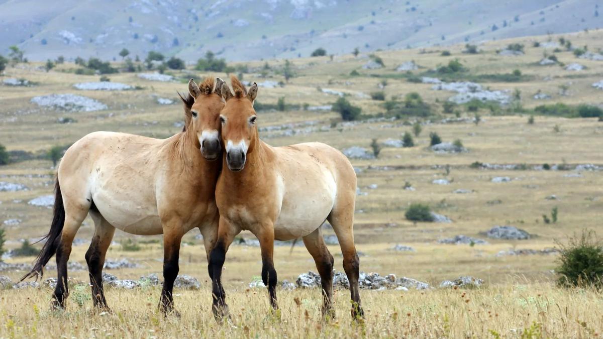 Caballos przewalski, que se consideran los más antiguos existentes