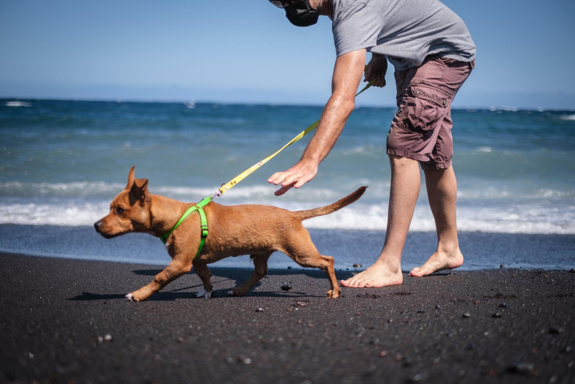 Playa del Puertito de Güímar, la única habilitada en la Isla junto a la de El Confital, en Granadilla, donde se permite el baño de perros