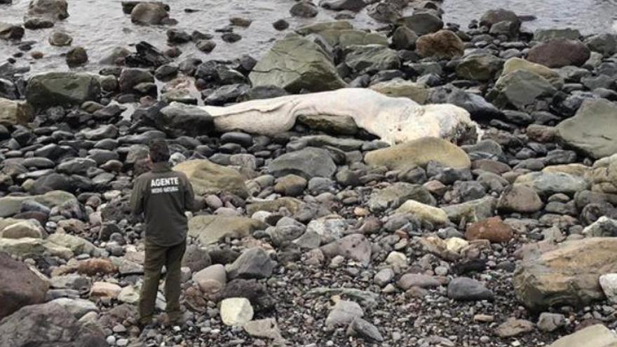 Aparece un cetáceo muerto en la costa de Anaga