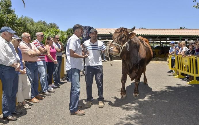 ARUCAS GRAN CANARIA A 28/05/2017 Entrega de premios concurso de ganado del Cabildo de Gran Canaria. FOTO: J.PÉREZ CURBELO