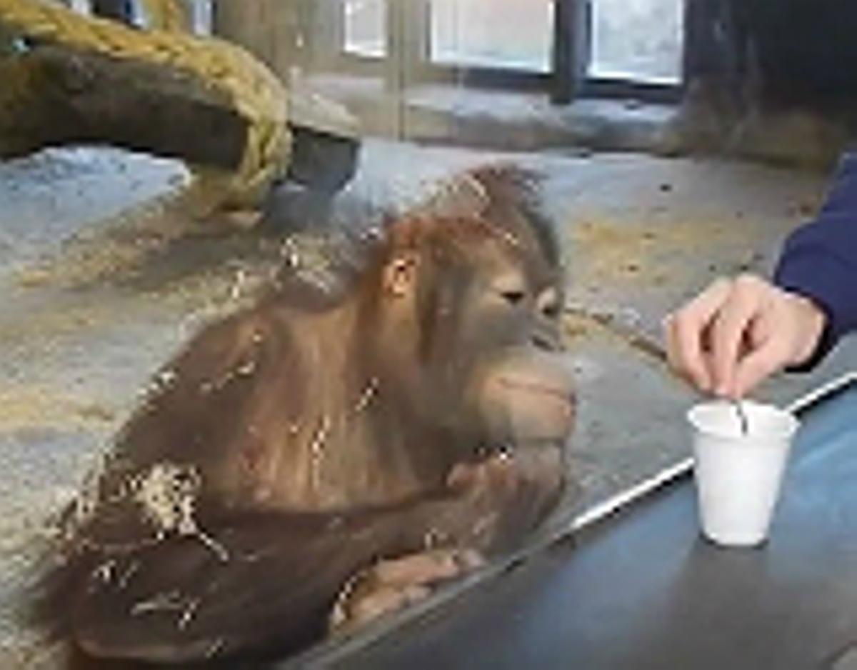 L’orangutana segueix molt atenta el truc de màgia