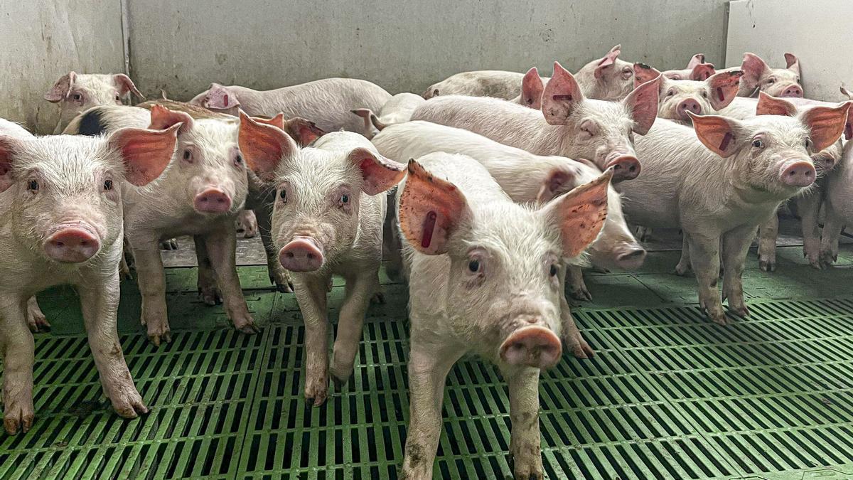 Los ganaderos madrileños reclaman capturas y analíticas de jabalís como medida preventiva ante la aparición de peste porcina africana en España.